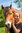 Pferde-Fotografie mit und ohne Reiter/in